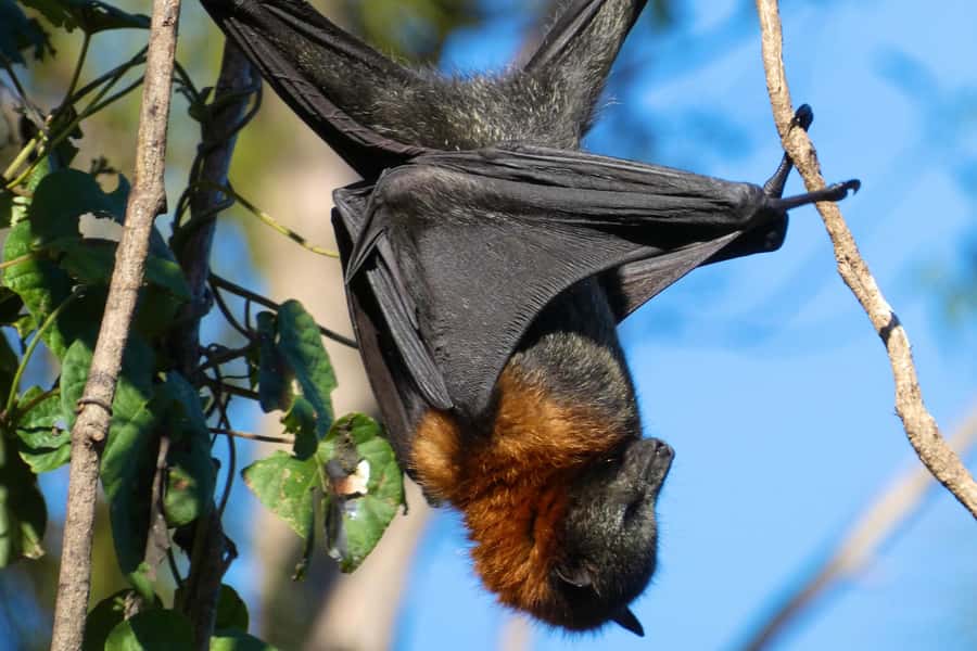 Sydney: Flying Fox Tour, Australia's Largest Bats - Guides Dave and Damon make the outing personal