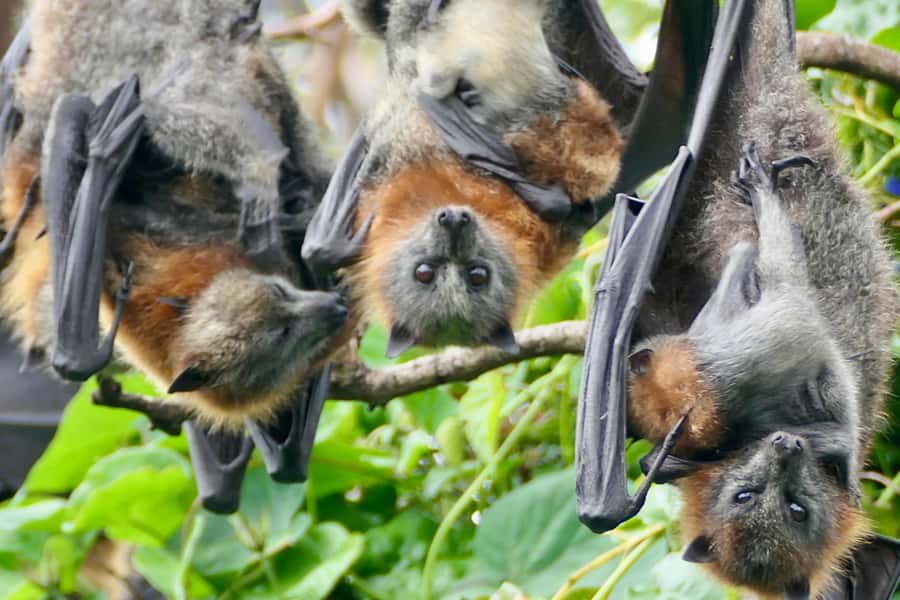Sydney: Flying Fox Tour, Australia's Largest Bats - What the 210-minute timing means for your day