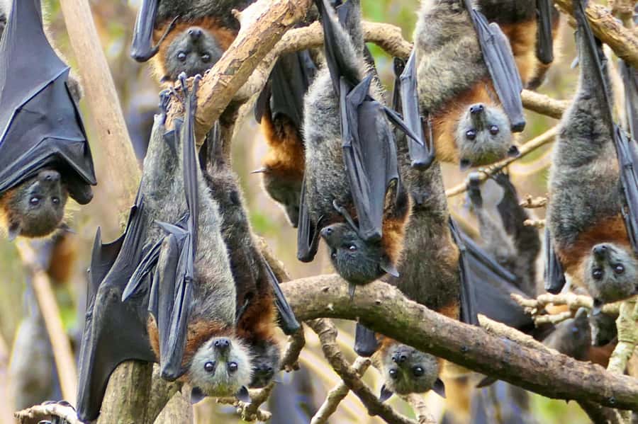 Sydney: Flying Fox Tour, Australia's Largest Bats - Meeting near Circular Quay and riding out