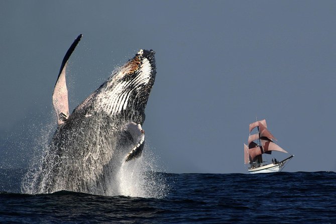 Sydney Harbour Tall Ship Whale & Sail - Whale Watching Cruise - Key points to know before booking
