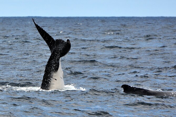 Sydney Harbour Tall Ship Whale & Sail - Whale Watching Cruise - Sailing out from Campbells Cove