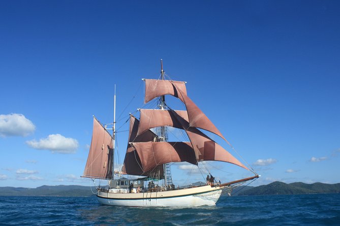 Sydney Harbour Tall Ship Whale & Sail - Whale Watching Cruise - From Sydney Harbour to the whale grounds