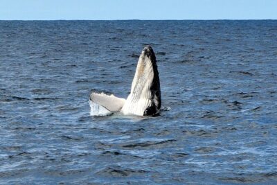 Sydney Harbour Tall Ship Whale & Sail – Whale Watching Cruise