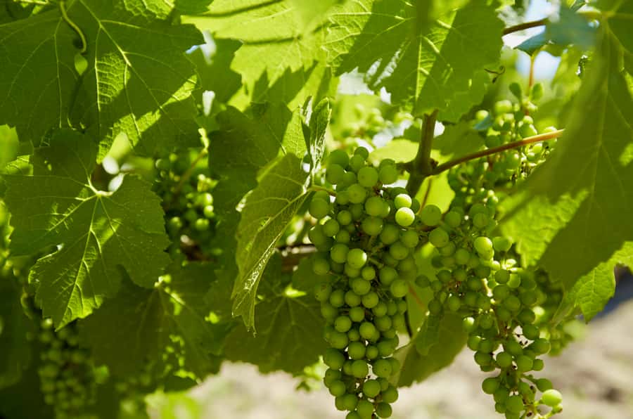 Sydney: Hunter Valley Wineries Day Trip with Food Tastings - Who will enjoy this day most