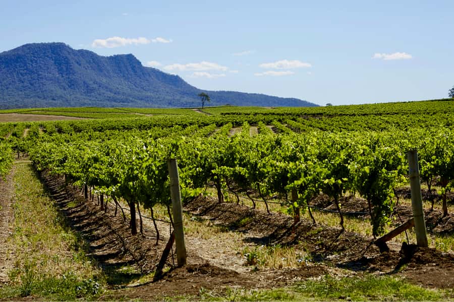Sydney: Hunter Valley Wineries Day Trip with Food Tastings - Three wineries with room for personal choice