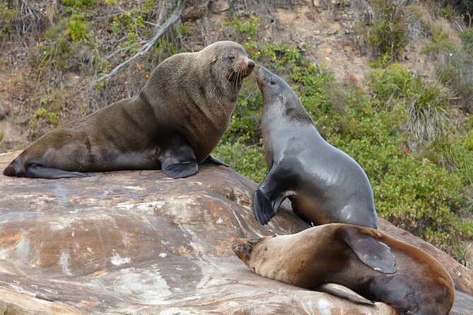Sydney Kayak Seal Encounter Adventure with Gourmet Food - Paddling out to Sydney’s fur seals