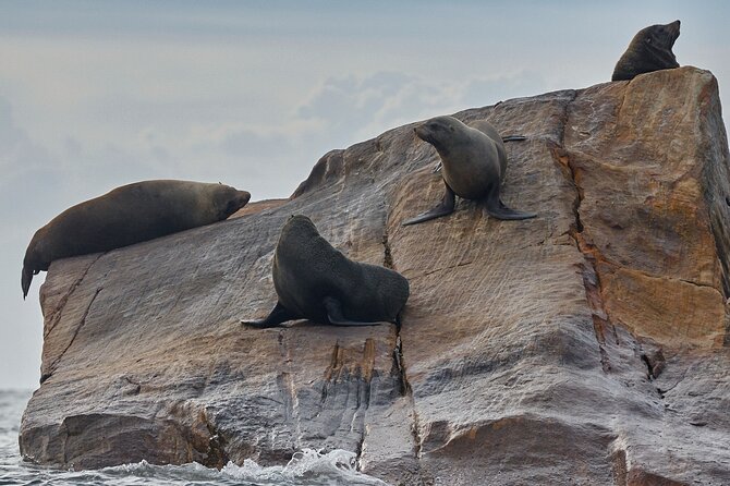 Sydney Kayak Seal Encounter Adventure with Gourmet Food - Is $149.47 a fair price?