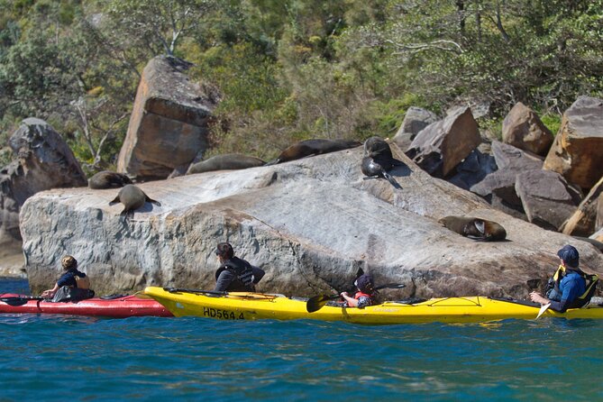 Sydney Kayak Seal Encounter Adventure with Gourmet Food - Fitness, transport, and weather planning