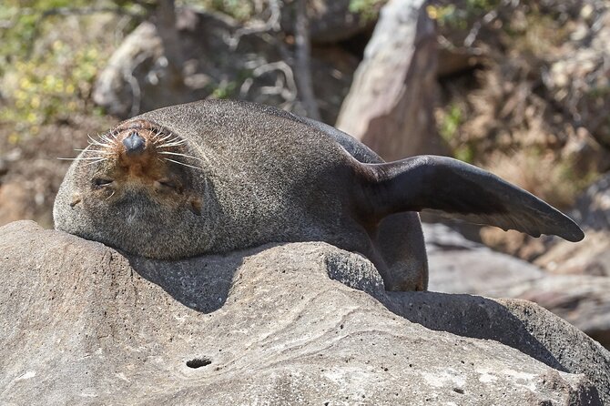 Sydney Kayak Seal Encounter Adventure with Gourmet Food - A secluded beach lunch across Pittwater