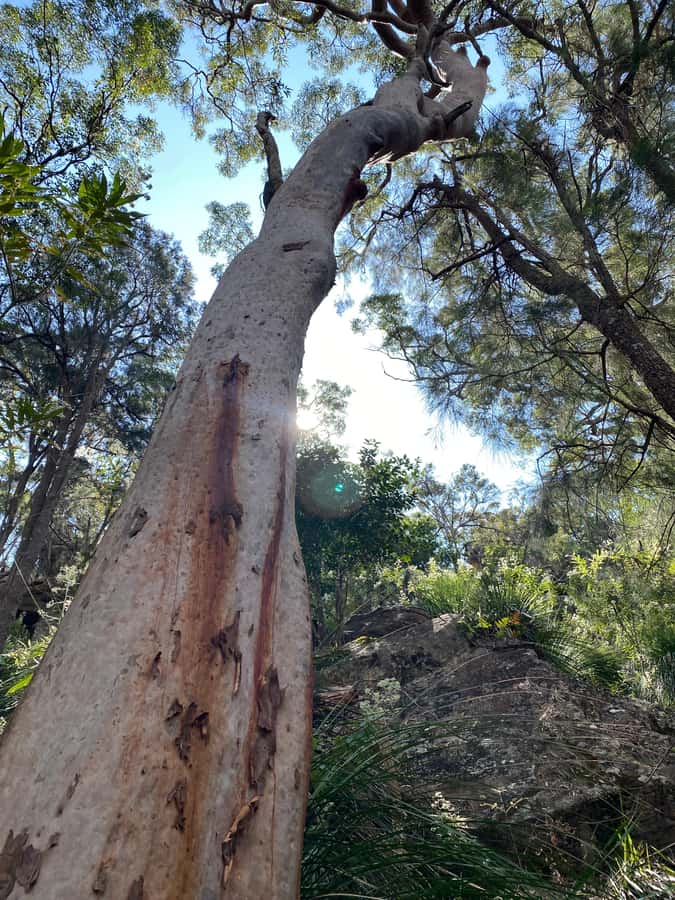 Sydney: Ku-ring-gai National Park with Hike, Beach & Picnic - Aboriginal rock engravings and a sense of place