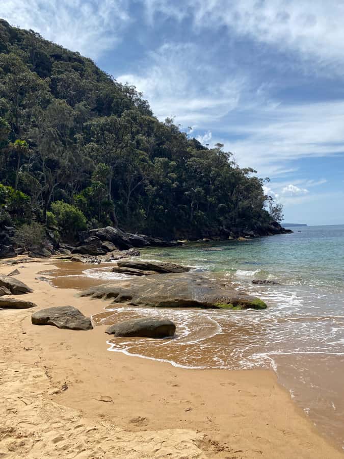 Sydney: Ku-ring-gai National Park with Hike, Beach & Picnic - Wildlife watching without guarantees