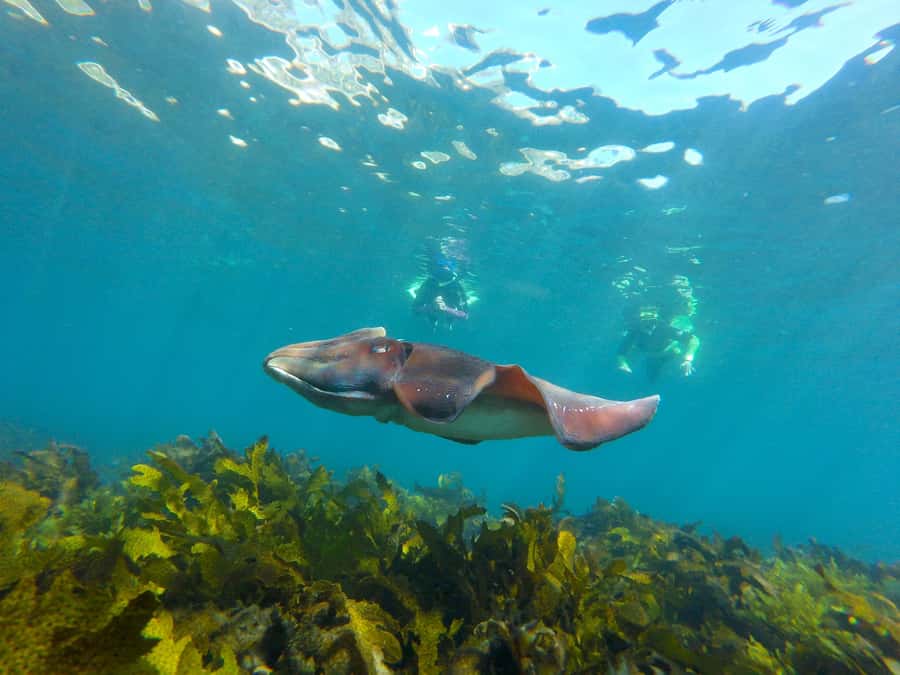 Sydney: Manly and Shelly Beach Snorkeling Tour - Why this Manly snorkeling tour is worth your time