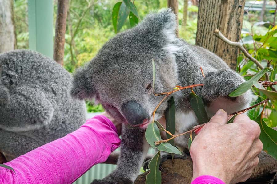 Sydney: Nature and Wildlife - Australia in One Day - Key points to know before you book