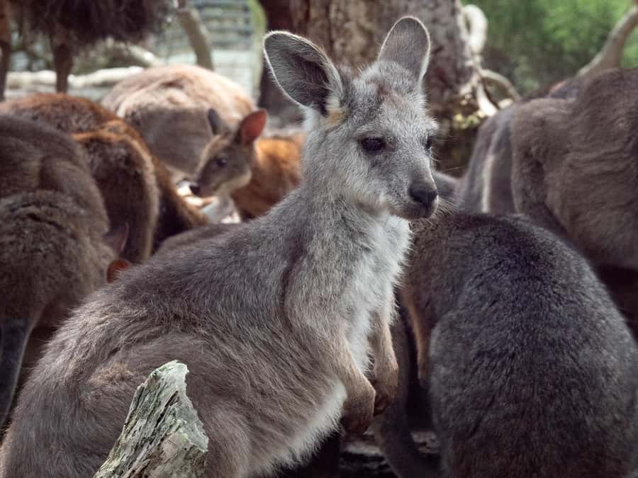 Sydney: Nature and Wildlife - Australia in One Day - Hawkesbury River and the pearl connection