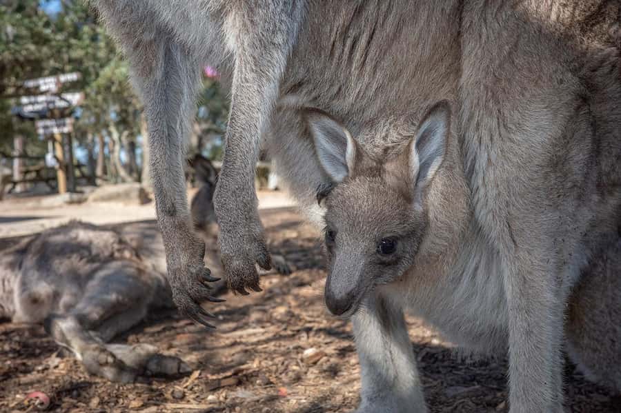 Sydney: Nature and Wildlife - Australia in One Day - Terrigal and the open coast