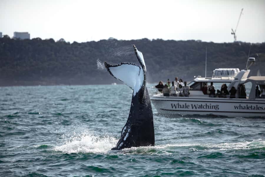 Sydney: Ocean Whale Watching Experience - Key points before you book