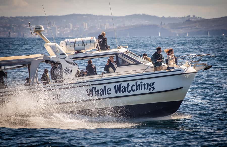 Sydney: Ocean Whale Watching Experience - From Darling Harbour to the open sea