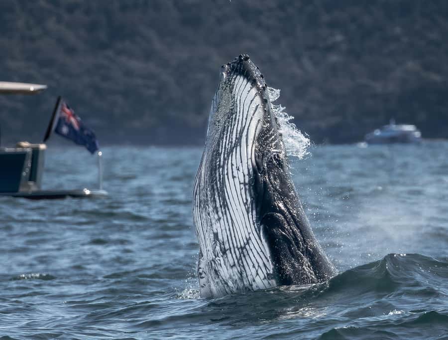 Sydney: Ocean Whale Watching Experience - The whale search, from first blow to close encounter