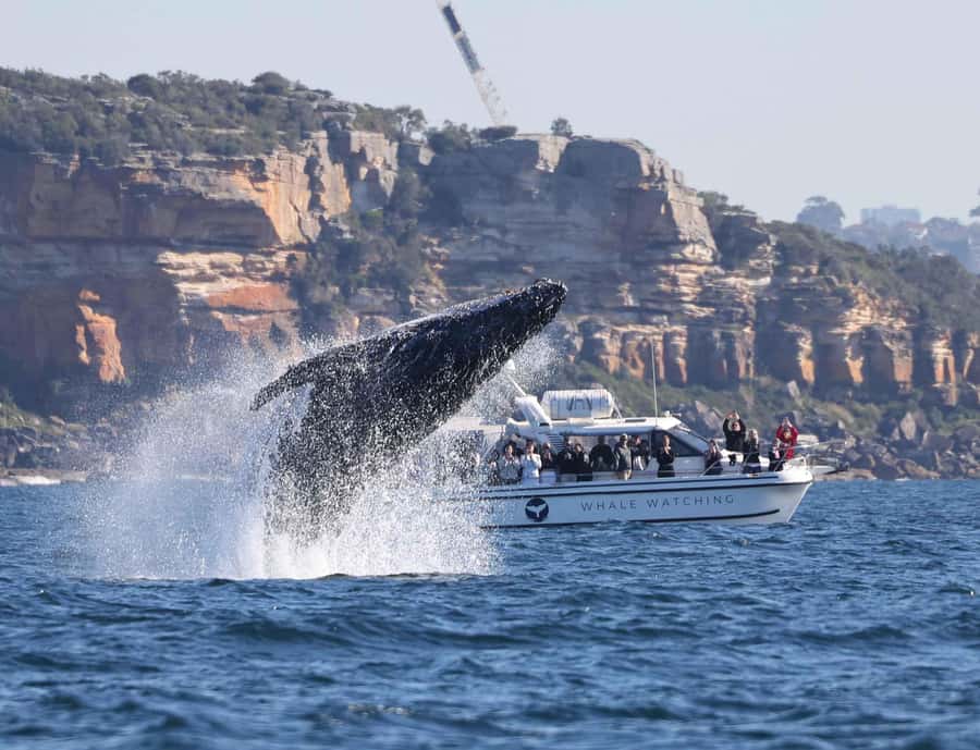 Sydney: Ocean Whale Watching Experience - Guides who make the trip more than a wildlife scan