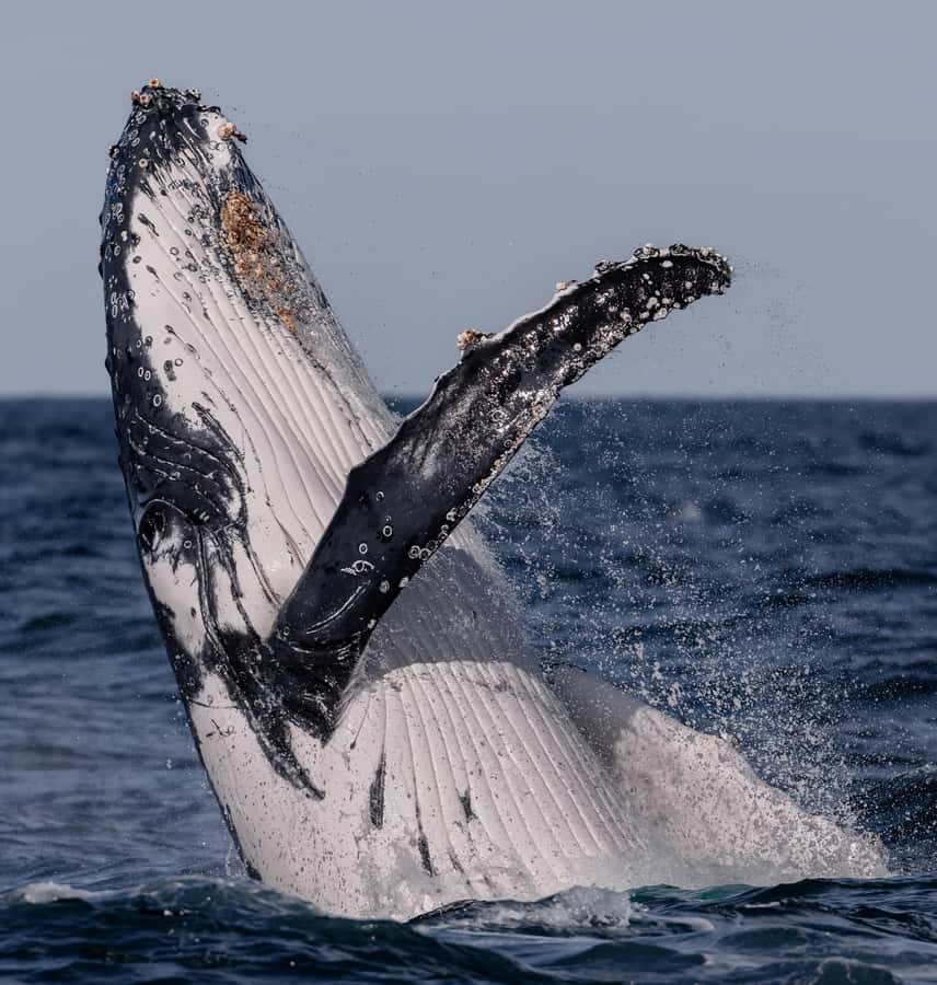Sydney: Ocean Whale Watching Experience - What each part of the itinerary adds