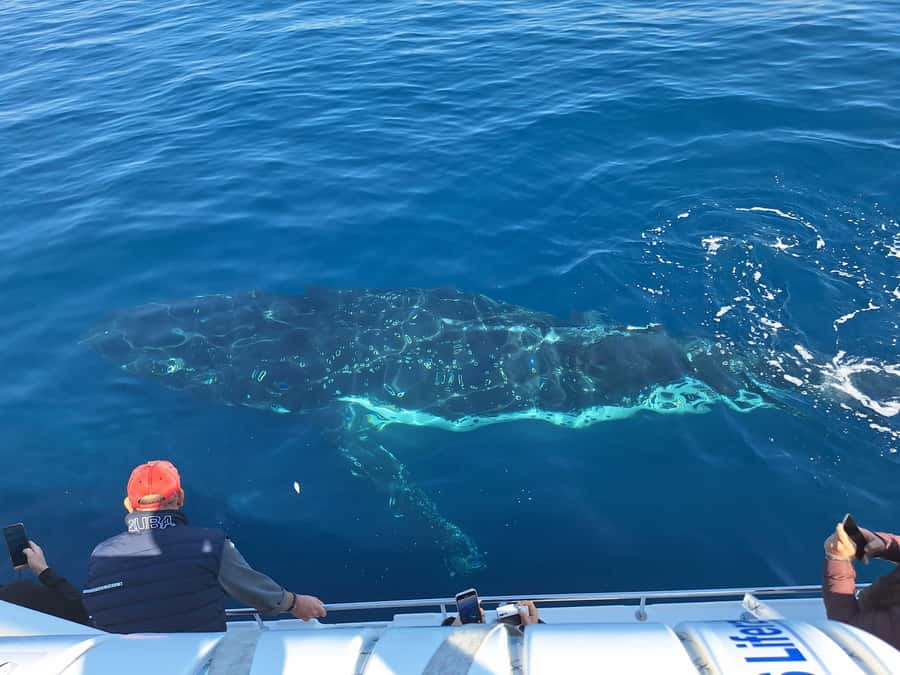 Sydney: Ocean Whale Watching Experience - Is $98 a fair price?