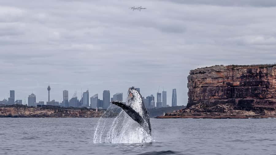 Sydney: Ocean Whale Watching Experience - Who will enjoy this most?