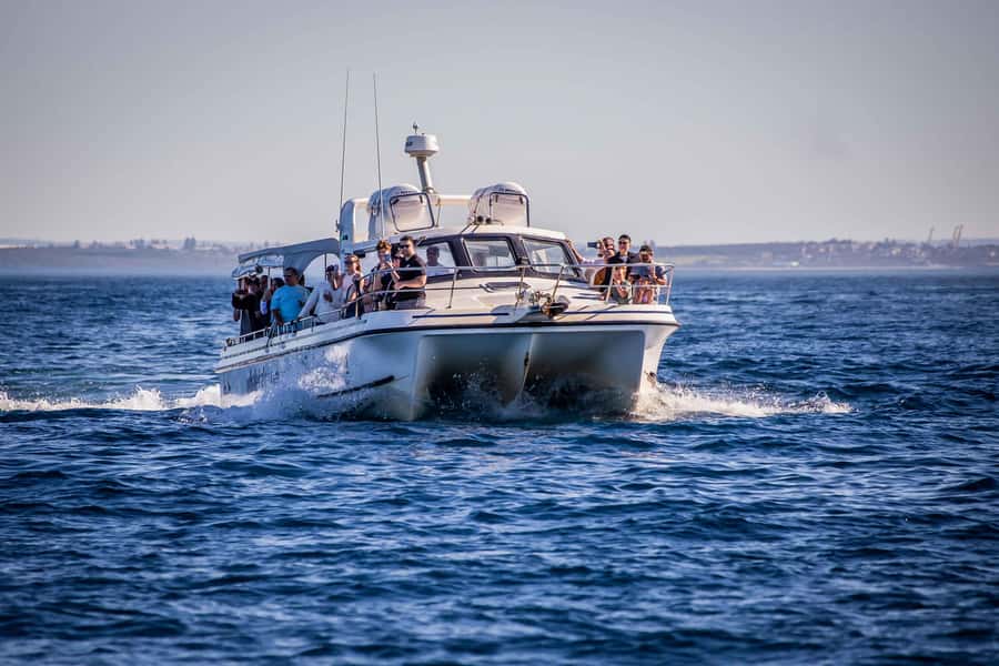 Sydney: Ocean Whale Watching Experience - Practical ways to improve your day