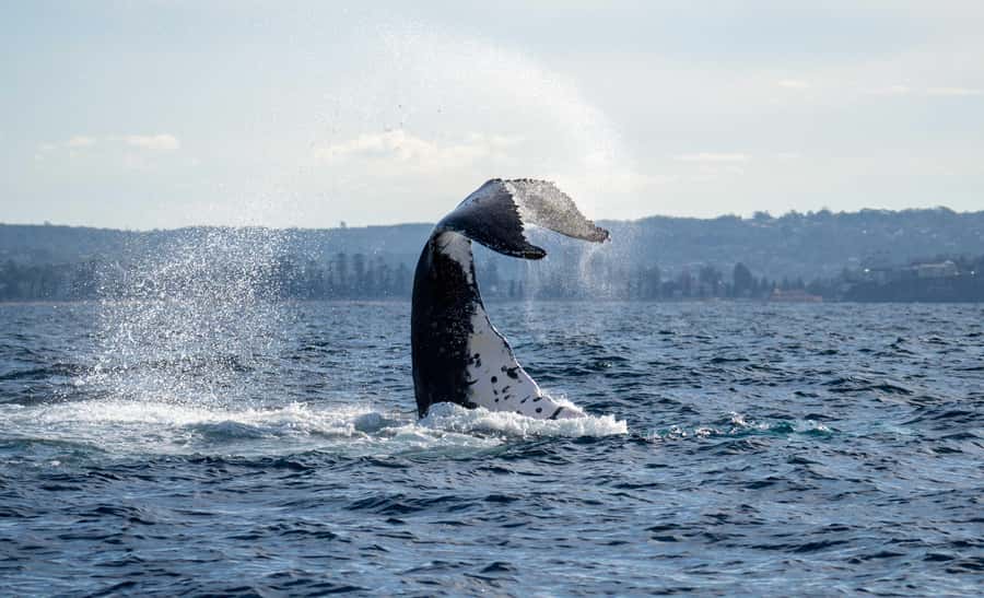 Sydney: Ocean Whale Watching Experience - Why the small boat makes a difference