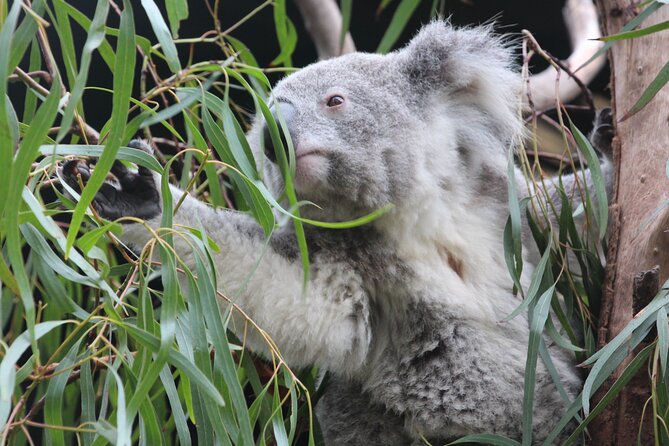 Sydney Opera House and Aussie Animals Private Tour - Why this pairing works in Sydney