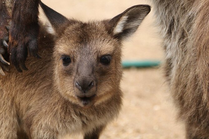 Sydney Opera House and Aussie Animals Private Tour - What your private driver-guide adds