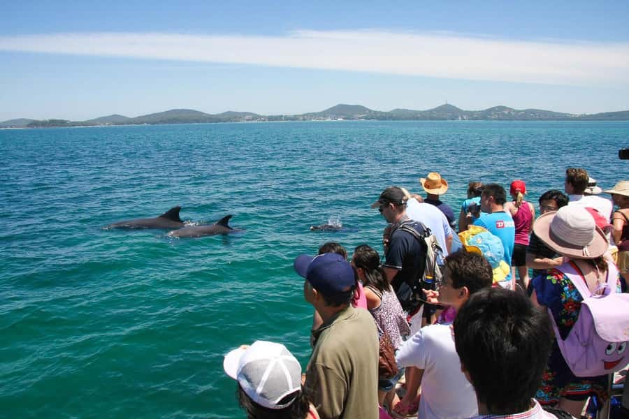 Sydney: Port Stephens Dolphin Cruise & Sandboarding Day Trip - Why the koala sanctuary is more than a photo stop