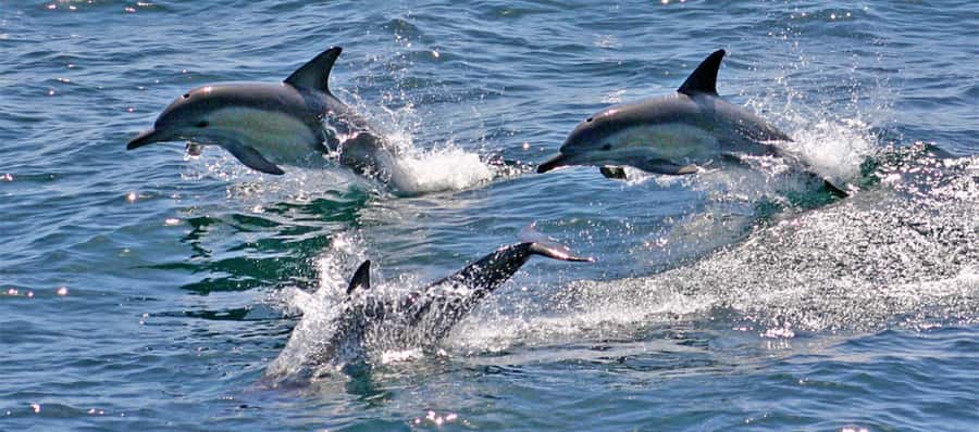 Sydney: Port Stephens Dolphin Cruise & Sandboarding Day Trip - How to prepare for the early start