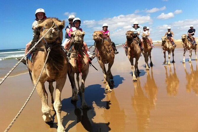 Sydney: Port Stephens Sandboarding, Dunes & Dolphin Cruise option - Transport, group size, and the pace of the day