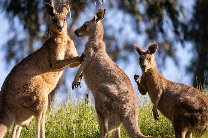 Sydney: PRIVATE Blue Mountains, Wildlife & Cruise Luxe Tour (10h) - A private start in the Blue Mountains
