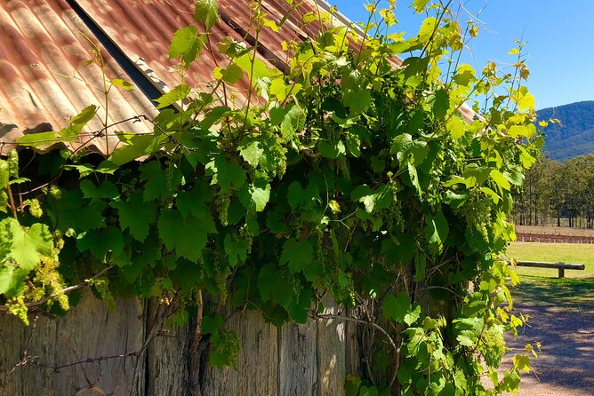 Sydney: PRIVATE Hunter Valley Wine Tasting Luxe Tour (10h) - Leaving Sydney for Australia’s oldest wine region