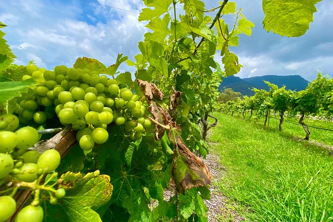 Sydney: PRIVATE Hunter Valley Wine Tasting Luxe Tour (10h) - A relaxed one-course lunch in the valley