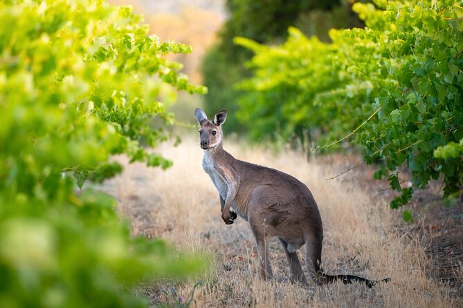 Sydney: PRIVATE Hunter Valley Wine Tasting Luxe Tour (10h) - Who will get the most from this tour