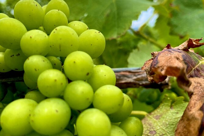 Sydney: PRIVATE Hunter Valley Wine Tasting Luxe Tour (10h) - Cessnock and the first cellar door
