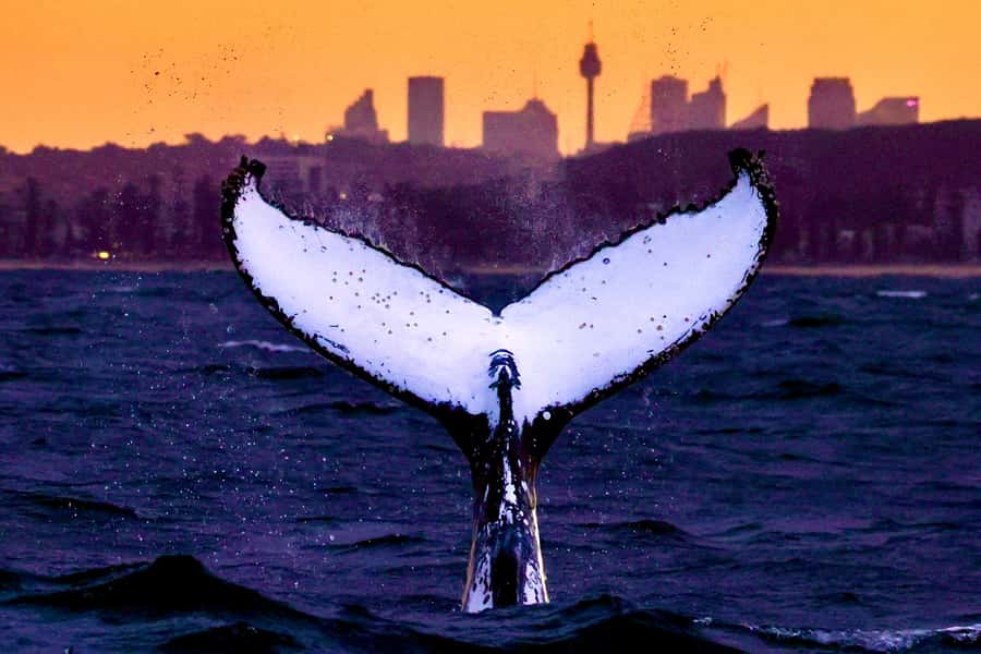 Sydney: Scenic Whale Watching Cruise - Whales Guaranteed - From Circular Quay to the open ocean
