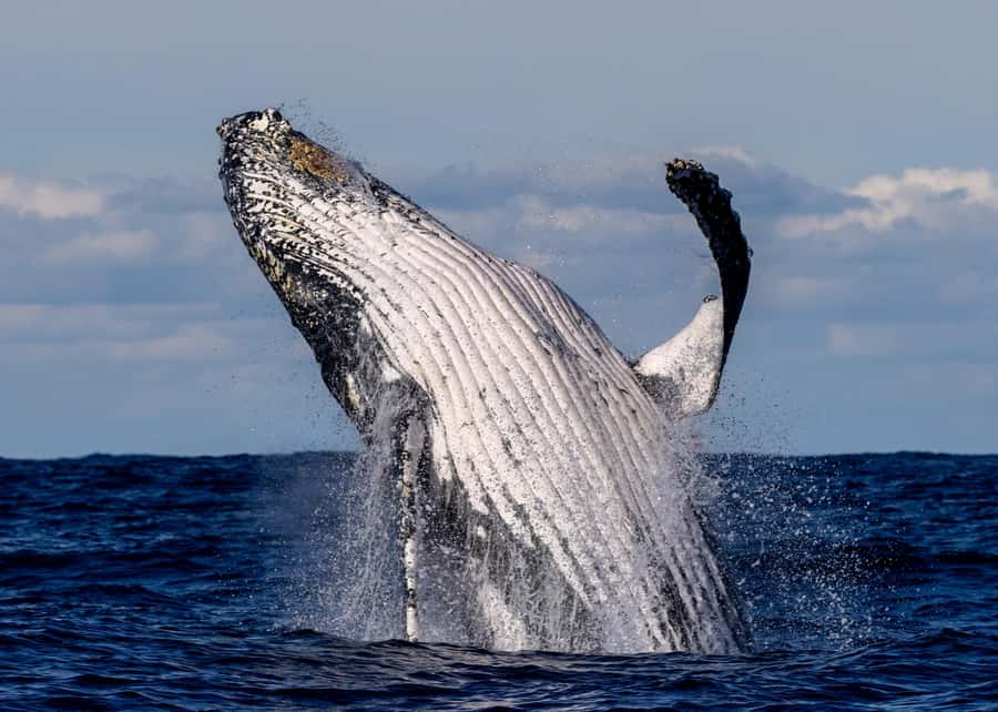 Sydney: Scenic Whale Watching Cruise - Whales Guaranteed - A spacious catamaran with room to move