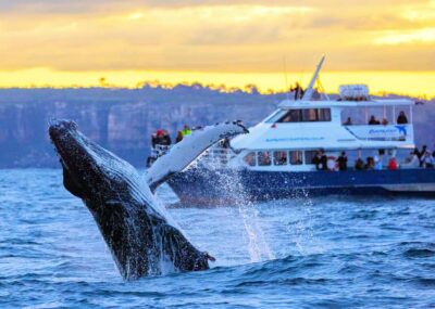 Scenic Whale Watching Cruise – Whales Guaranteed