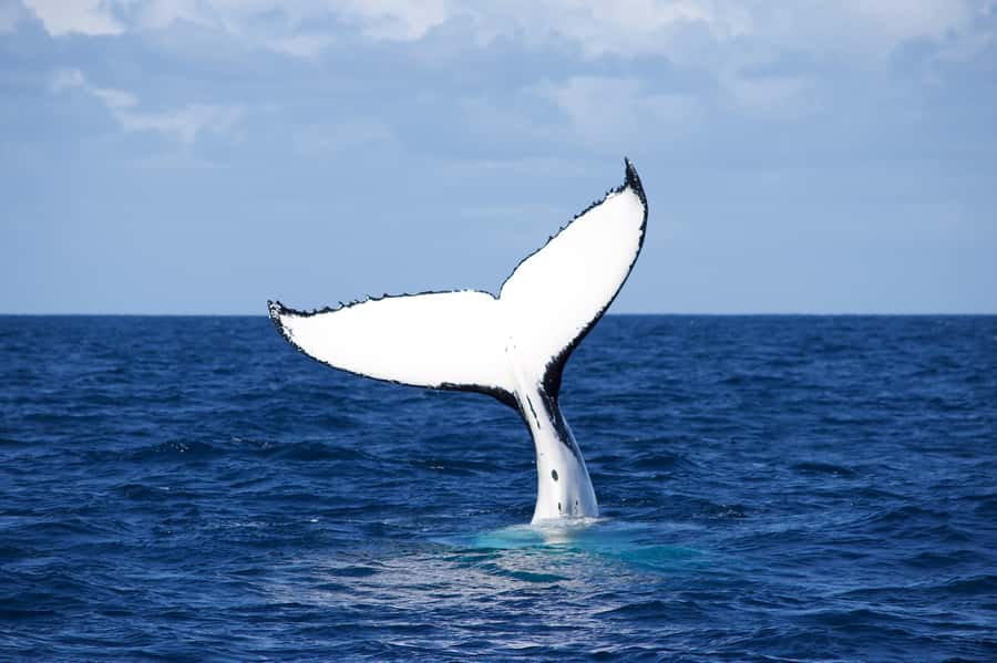 Sydney: Scenic Whale Watching Cruise - Whales Guaranteed - How much of the three hours is spent with whales