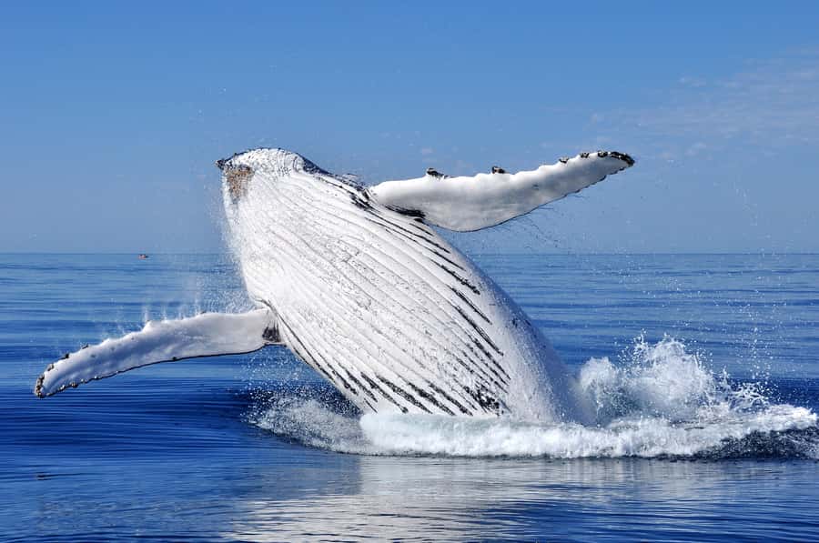 Sydney: Scenic Whale Watching Cruise - Whales Guaranteed - Dolphins, seals, and the value of a lucky day