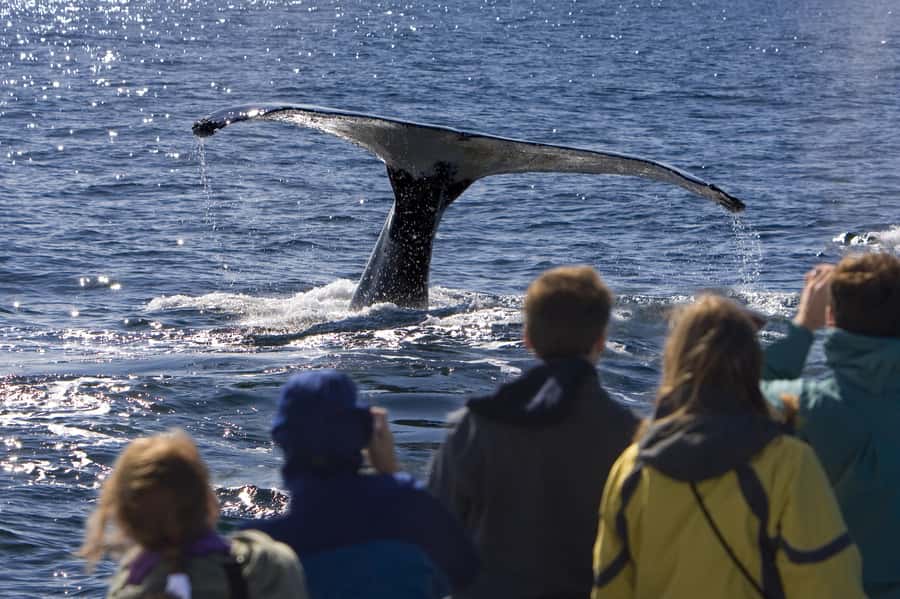 Sydney: Scenic Whale Watching Cruise - Whales Guaranteed - Weather, seasickness, and what to bring