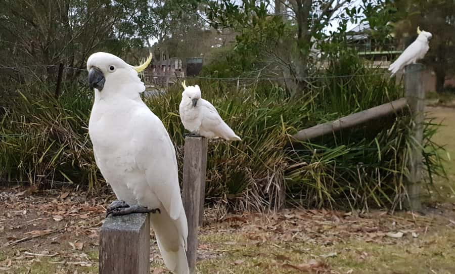 Sydney: Sea Cliff Bridge, Kiama Blowhole and Farmlands Tour - Lunch, snacks and the local guide effect