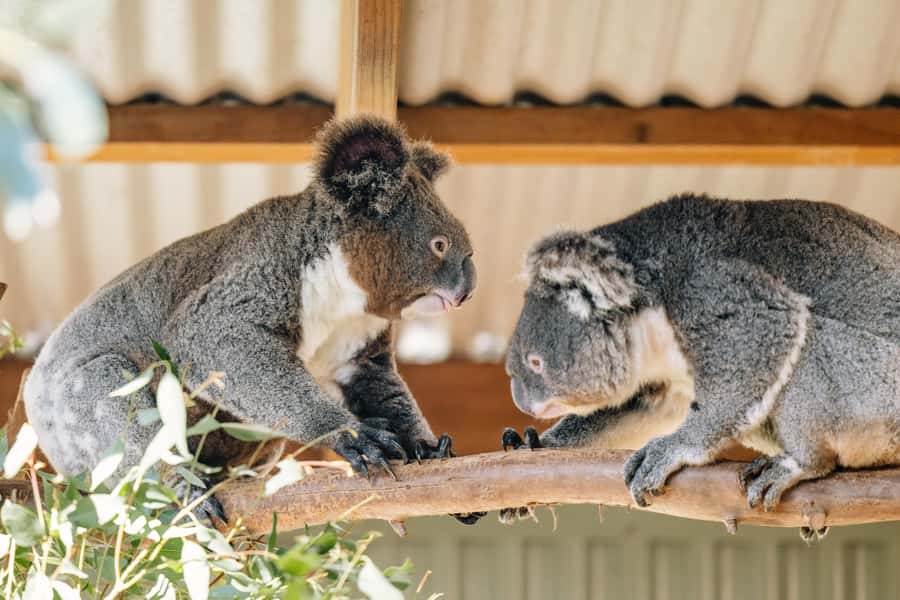 Sydney: Small Group Blue Mountains, Wildlife & Waterfalls - Key points to know before you book