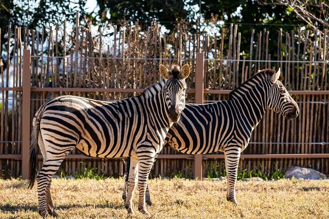 Sydney Taronga Zoo General Entry Ticket - The free-flight bird presentation and seal show