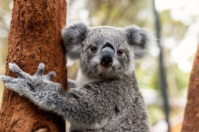 Sydney Taronga Zoo's Aussie Backyard Adventure Tour - Key points to know before booking