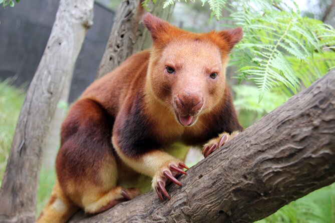 Sydney Taronga Zoo's Aussie Backyard Adventure Tour - The sandstone gorge and the setting of the exhibits