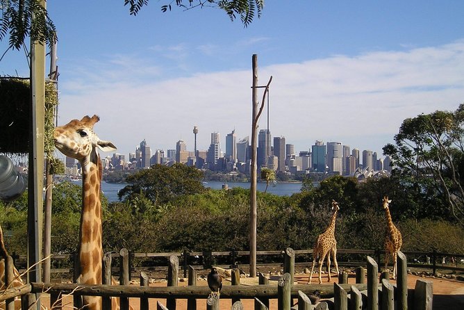 Sydney Taronga Zoo's Aussie Backyard Adventure Tour - Who will get the most from the $75.31 price